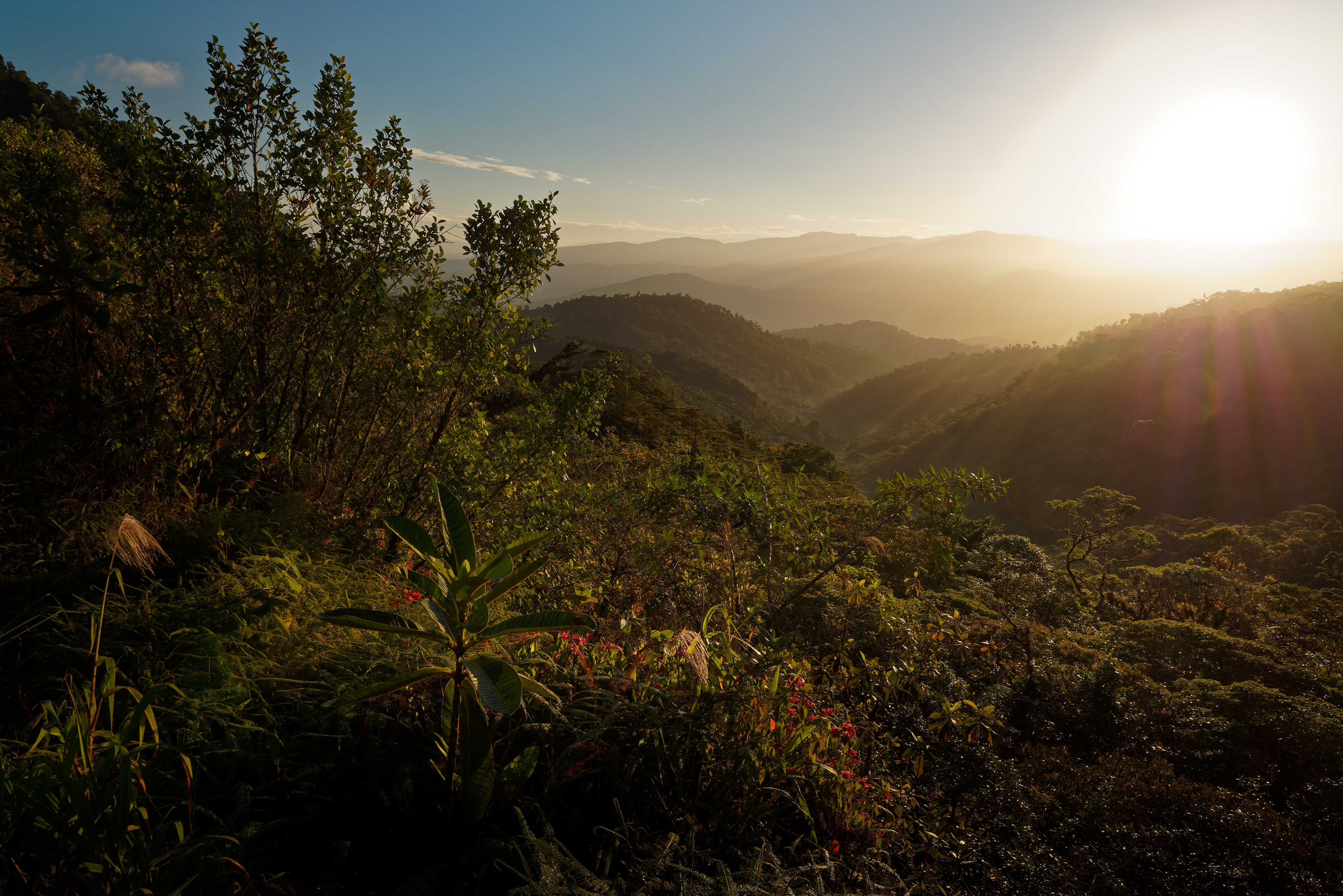 Kawa ziarnista BIO Honduras 100% Arabica z palarni Quba Caffe - 500 g Honduras-kawa-ziarnista-miejsce-pochodzenia