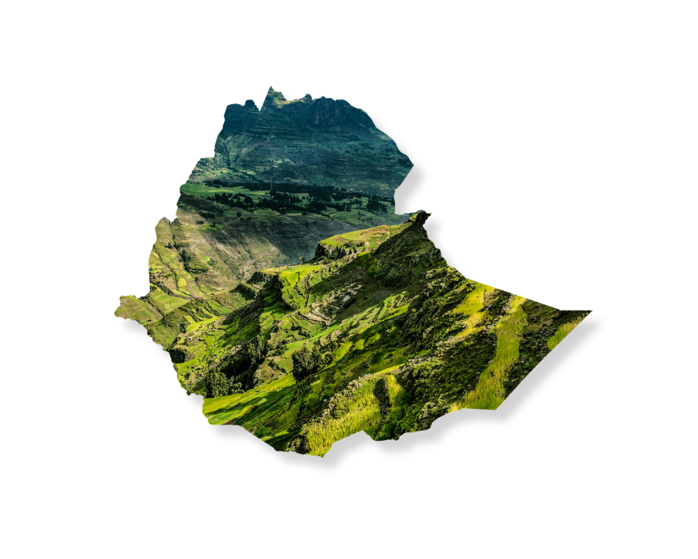 kawa-ziarnista-speciality-Ethiopia-Chelbesa-redmint-palarnia-kawy