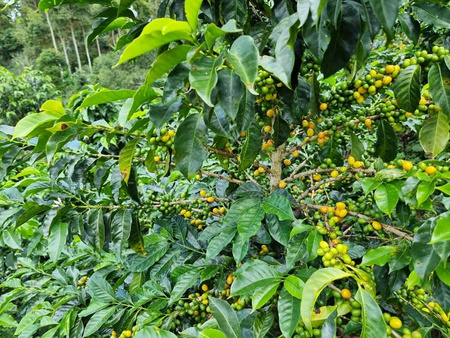 Quba Caffe Kawa ziarnista 250g Speciality Peru Huancas Fidel Natural