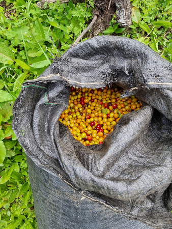 Quba Caffe Kawa ziarnista 250g Speciality Peru Huancas Fidel Natural