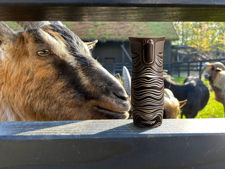 Kubek termiczny Contigo West Loop 470ml - Zebra