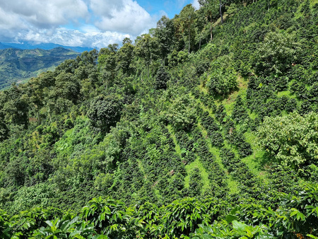 Quba Caffe Kawa ziarnista 250g Speciality Peru Huancas Fidel Natural