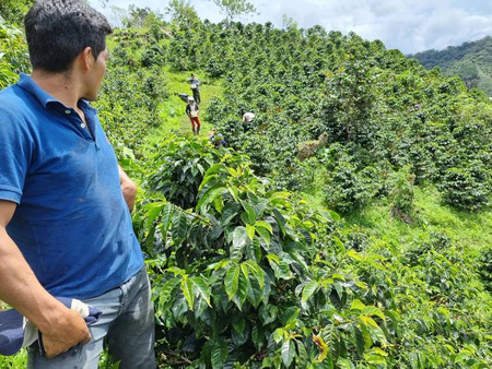 Quba Caffe Kawa ziarnista 250g Speciality Peru Huancas Fidel Natural